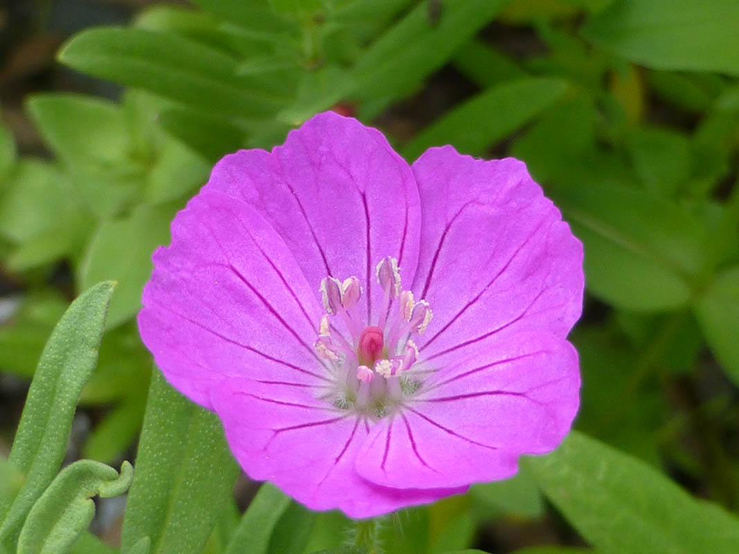 Geranium sanguineum